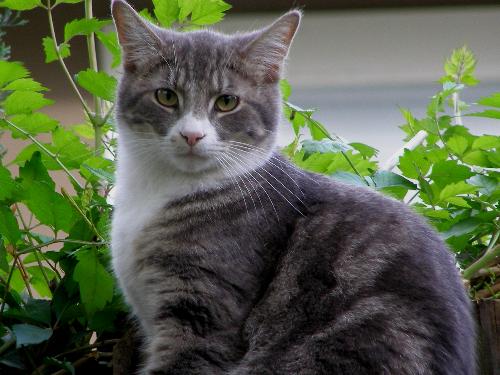 kitty cat - This is a pic of one of the neighborhood cats on our back fence before we replaced the fence.