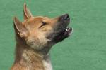 Dog singing - A dog singing in New guinea