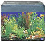 Aquarium - Fish aquarium