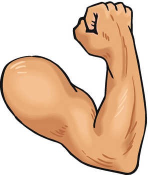 Muscles - Arm with muscles