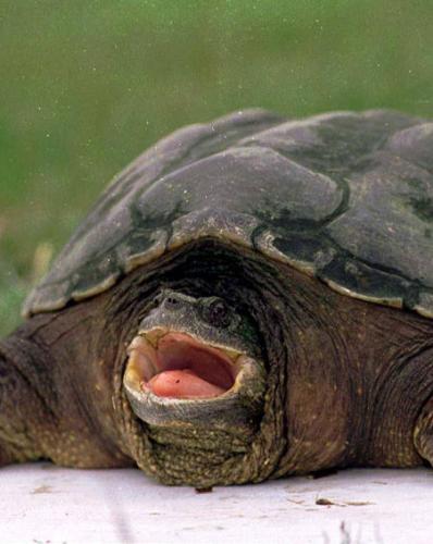 Alligator snapping turtle - Can you imagine pulling this out of the water instead of a carp???