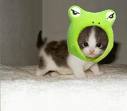Animals - I love animals! They are the cutest sweetest things ever