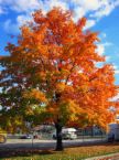 Autumn time tree - Autumn picture of a tree.