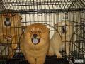 dog - chow chow