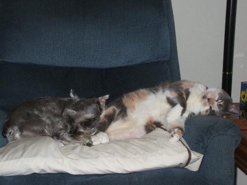 My babies - Here is a picture of my two babies lounging on our recliner. Our dog, Sunshine, is a miniature schnauzer and our cat, Shady, is a Calico (I guess... we adopted her so we're not quite sure).