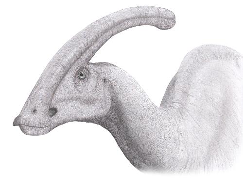 Parasaurolophus - Parasaurolophus(meaning 'near crested lizard' in reference to Saurolophus) is a genus of ornithopod dinosaur from the Late Cretaceous Period of what is now North America, about 76-73 million years ago. It was a herbivore that walked both as a biped and a quadruped. Three species are recognized: P. walkeri (the type species), P. tubicen, and the short-crested P. cyrtocristatus. Remains are known from Alberta (Canada), and New Mexico and Utah (USA). It was first described in 1922 by William Parks from a skull and partial skeleton in Alberta.