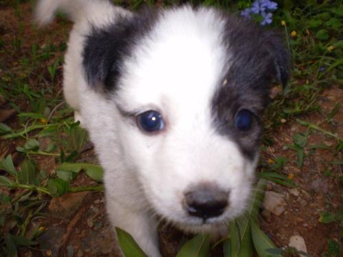 in memory of culotte - this is a close-up pic of my puppy when he was, umm..a month old?? but he&#039;s already dead..he died months after due to some viral infection