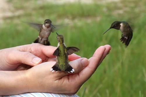 Hummingbirds - Friendly little birds!