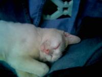 our cat - stolen shot