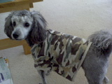 Toy poodle - This is my silver toy poodle Snookums, dressed in cammo lol