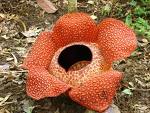 flower - The biggest flower in the world found in ANTIQue flower - The biggest flower in the world found in ANTIQue