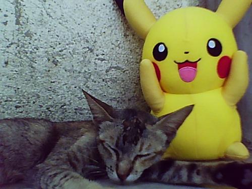 my pikachu w/ munskins - this is my first photo of munskins and pikachu together