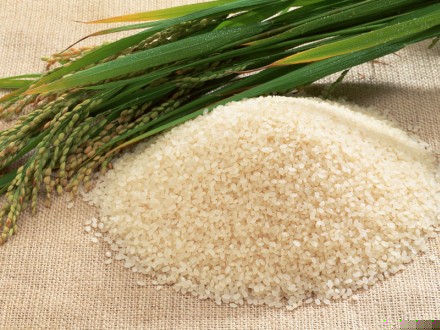 rice  - rice seed