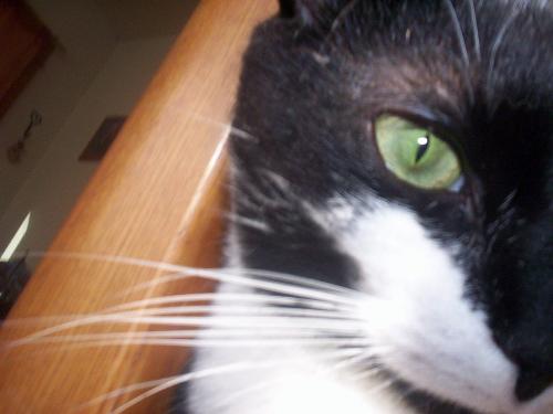 Peek A Boo - This is my baby
