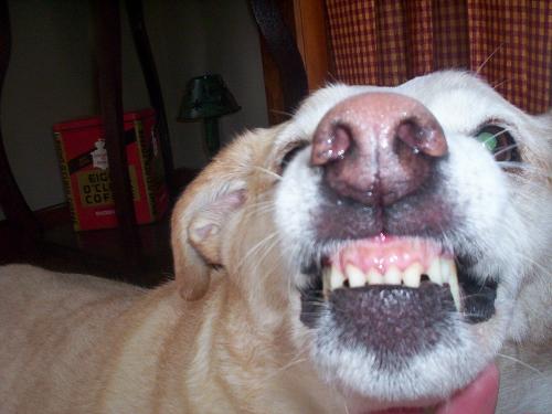 Are my teeth clean? - My dog loves to show her teeth. But she is not mean.