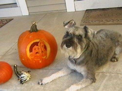 my dog oscar - This is my dog oscar around halloween.