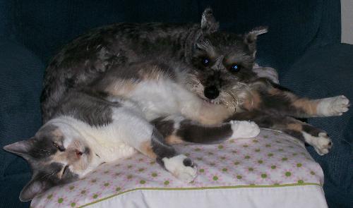 Takin' a cat nap! - Our miniature schnauzer, Sunshine, and our cat, Shady, getting comfy cozy.