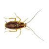 German Cockroach - I killed a Cockroach for I hate to see it