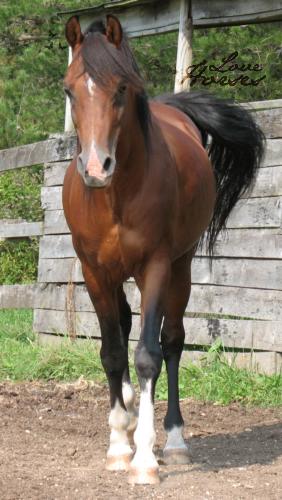 Nonsuch Padron - Bay Arabian Stallion.