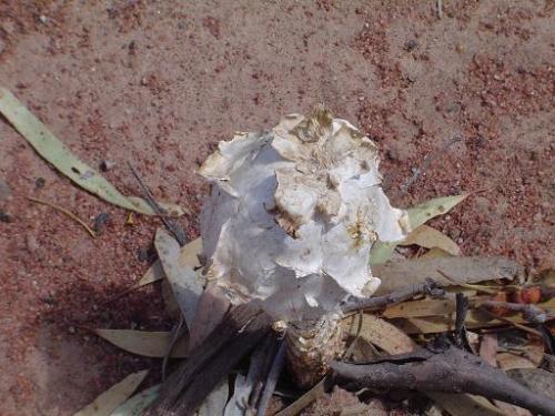 A fungus found in bushland near my home. - This fungus looks like it's peeling but on close inspection, it wasn't . That's just the way it grows.