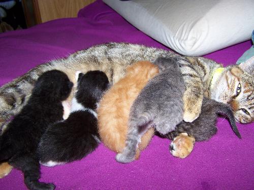 my cat and her kittens - my cat gave birth to five beautiful kittens which we were lucky enough to be able to give to four, of my really good friends and we kept one for ourselves. Our cat is Puss Puss, and she gave birth to Twitch, the black one, Roxy, the grey one, Puddy, the black and white one, Chloe, the little tabby and Gingey, obviously the ginger one, which is the one i kept after falling in love with as i had to nurse him because he had conjunctivitis and wouldnt feed properly