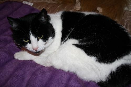 Stumpy - Stumpy my little black and white cat with no tail.