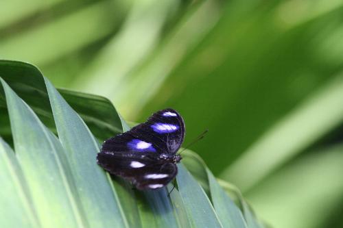 Butterfly - Bufferfly at Melbourne Zoo..butterfly House, 2008