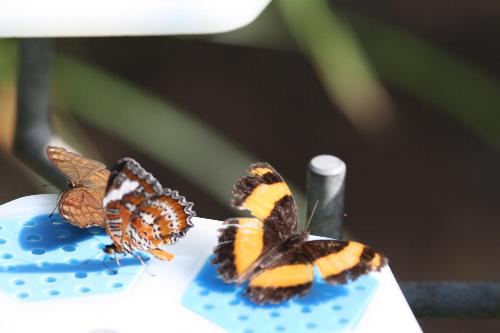 Butterflies - Butterflies on feeders at Melbourne Zoo 2008