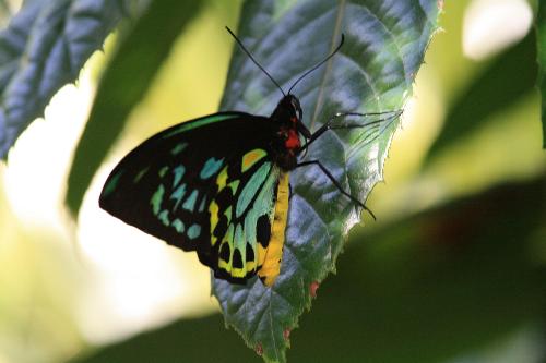 Butterfly - Butterfly at Melbourne Zoo 2008