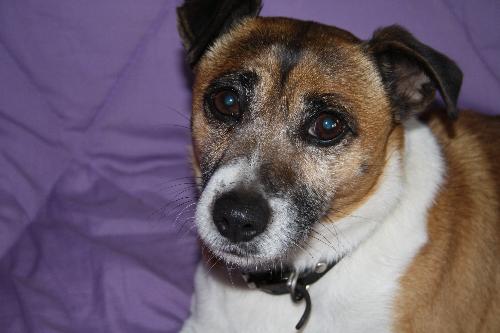 Ari - Ari my little Jack Russell neighbour.