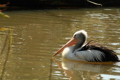 Pelican - pelican at Melbourne zoo 2008
