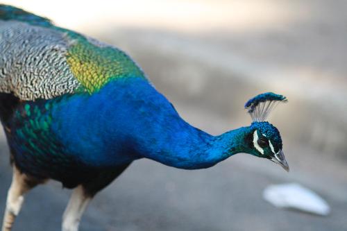 Peacock - Peacock at Melbourne zoo 2008