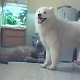 dog - Dog is a very cute animal.do you like it ?