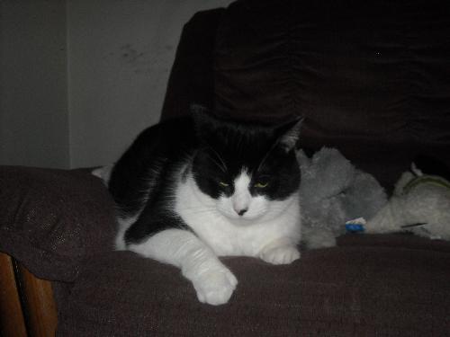 cat - Picture of my cat buttercup