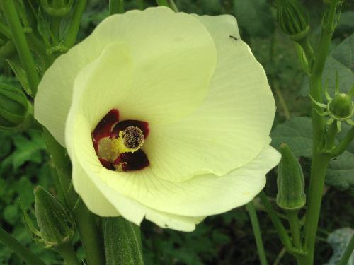 flower of my okra! - This is my favorite vege, it is called okra and that is the flower!