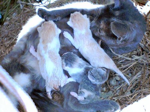 Kittens Just Born Today September 18, 2008 - These little balls of fur were born under my front porch this morning at around 10:30am. First was alerted that a momma cat was near, when I first heard the sounds of the gray, orange, and white (pictured nursing) kitten meowing loudly. They have since been moved from this spot to a protected area within the shelter I have created for outdoor cats, until I either find the adult cat's owner(s) or can find an adoptive family for the mother and her kittens.