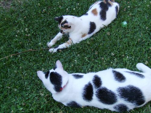 I got the stick, no I got the stick - Playing in the yard with Mitza and Lutu with a stick - they were so into it that they even crashed into each other chasing the stick.