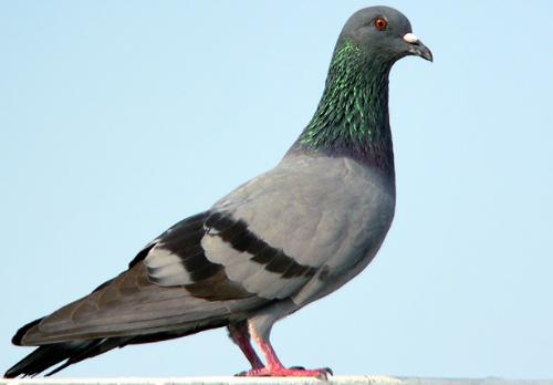Pigeon - Which is very Clever bird Pigeon - Which is very Clever bird