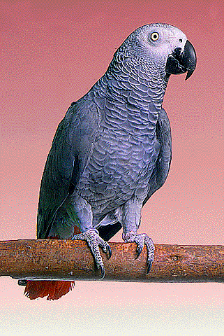 African Grey - African Grey Parrot is very intelligent