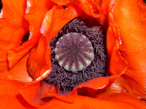 Poppy Close up - This is a picture of a poppy that I took. This is my current desktop picture.