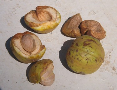 Hickory Nuts - Some hickory nuts that have fallen from my trees from the recent windstorm.