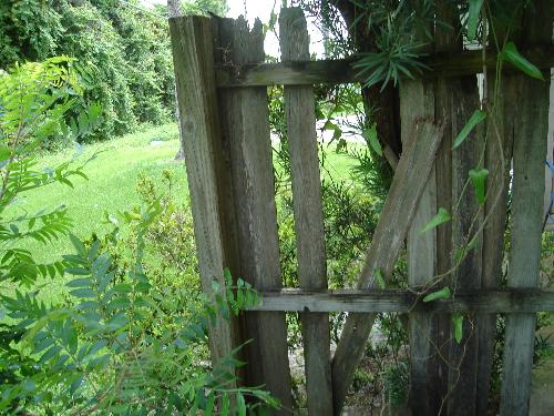 Old Fence - An old fence in my backyard