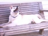 Dogs - This is a pictur of my big baby named Slim! His mother was a full blooded Husky and th dad was a shepherd of some type. He is singing for you in this particular photo. When you whistle he sings! LOL