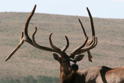 Montana Elk - This is an elk still in velvet in montana the last week of august. The week after it will rub all the velvet off of its horns. This elk is a HUGE specimine.