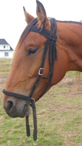 Bitless Bridle - Woodmere Frilifili (Frilly) is being trained to work with a bitless bridle that is handmade of macramed twine. Frilly is a three-year-old Standardbred filly off the track. She was wild and didn't like to be handled. Her attitude has changed completely since using the bitless bridle. The decision to become a saddle horse was hers. She is being trained to neck-rein, rein by leg commands only and accept an English rein.