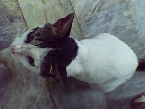 miggie - this is my cat miggie i love him very much.