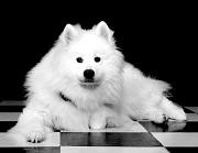 Samoyed! - Foooooooooooood...