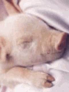 sleep - cute