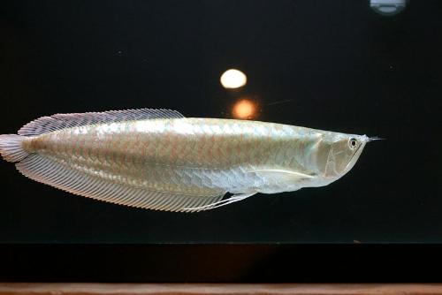 arowana - silver arowana