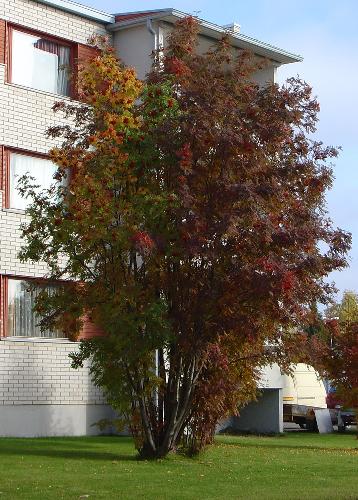 Three-Toned Tree - A tree with triple colours...